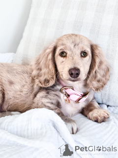 Foto №2 zu Ankündigung № 151270 zu verkaufen dackel - einkaufen Deutschland züchter