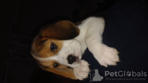Foto №2 zu Ankündigung № 96088 zu verkaufen beagle - einkaufen Italien züchter