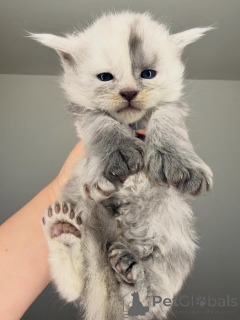 Foto №2 zu Ankündigung № 164230 zu verkaufen maine-coon-katze - einkaufen Finnland züchter