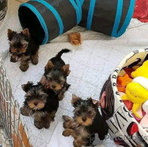 Foto №2 zu Ankündigung № 123115 zu verkaufen yorkshire terrier - einkaufen USA 