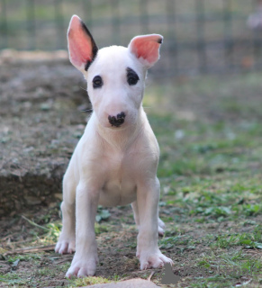 Zusätzliche Fotos: Standard-Bullterrier-Welpen