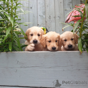 Foto №2 zu Ankündigung № 115948 zu verkaufen golden retriever - einkaufen Deutschland quotient 	ankündigung