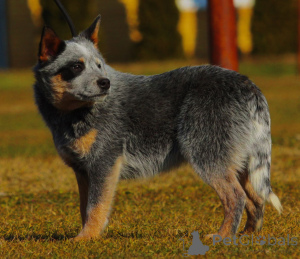 Foto №4. Ich werde verkaufen australian cattle dog in der Stadt Bačka Topola. züchter - preis - 2000€