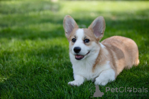 Foto №4. Ich werde verkaufen welsh corgi in der Stadt Genf. quotient 	ankündigung, züchter - preis - 1500€