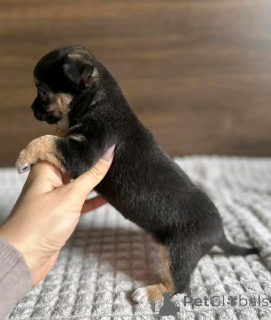 Foto №4. Ich werde verkaufen chihuahua in der Stadt Chicago. züchter - preis - 372€