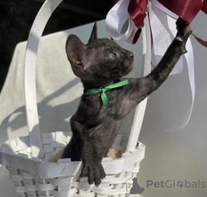 Foto №1. cornish rex - zum Verkauf in der Stadt Baden-Baden | 350€ | Ankündigung № 177737