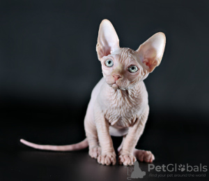 Foto №4. Ich werde verkaufen sphynx cat in der Stadt Kharkov. vom kindergarten, züchter - preis - 331€