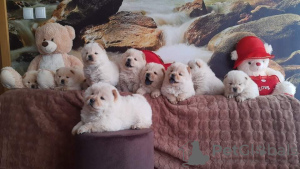 Foto №3. Chow chow chow chow. Serbien