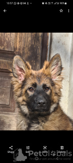 Zusätzliche Fotos: Langhaar Deutscher Schäferhund Welpen aus der Arbeitslinie