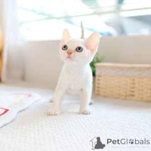 Foto №3. Llovely Devon Rex Kitten. Großbritannien