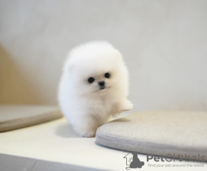 Foto №3. ENTZÜCKENDE YORKIE-WELPEN. USA