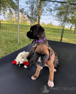 Foto №2 zu Ankündigung № 172215 zu verkaufen deutscher boxer - einkaufen Deutschland quotient 	ankündigung