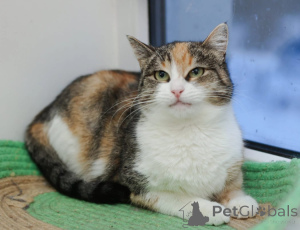 Foto №2 zu Ankündigung № 147636 zu verkaufen  - einkaufen Russische Föderation quotient 	ankündigung