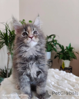 Foto №1. maine-coon-katze - zum Verkauf in der Stadt Asche | verhandelt | Ankündigung № 166216