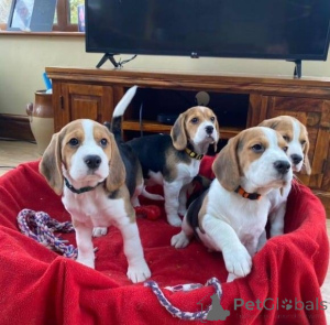 Foto №1. beagle - zum Verkauf in der Stadt Augustdorf | 500€ | Ankündigung № 160529