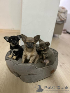 Zusätzliche Fotos: Verkaufe drei Chihuahua-Jungen mit offiziellen Papieren und geimpft