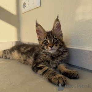 Foto №4. Ich werde verkaufen maine-coon-katze in der Stadt Stockholm. züchter - preis - verhandelt