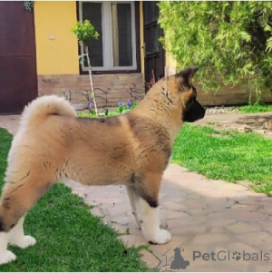 Foto №4. Ich werde verkaufen amerikanischer akita in der Stadt Belgrad.  - preis - Frei