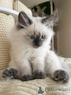 Foto №2 zu Ankündigung № 157696 zu verkaufen burma-katze - einkaufen Deutschland aus dem tierheim, züchter