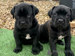 Foto №1. cane corso italiano - zum Verkauf in der Stadt Göteborg | verhandelt | Ankündigung № 175071