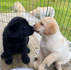 Foto №2 zu Ankündigung № 125261 zu verkaufen labrador retriever - einkaufen Deutschland quotient 	ankündigung