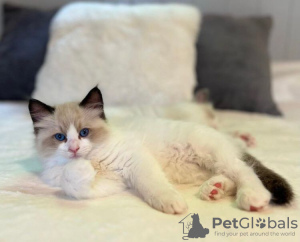 Foto №2 zu Ankündigung № 108609 zu verkaufen ragdoll-katze - einkaufen USA quotient 	ankündigung