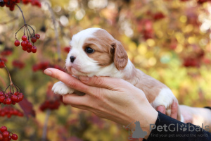 Foto №2 zu Ankündigung № 29814 zu verkaufen cavalier king charles spaniel - einkaufen Schweiz quotient 	ankündigung, vom kindergarten