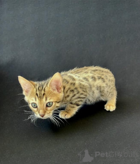 Foto №1.  - zum Verkauf in der Stadt Traben-TRARBACH | 350€ | Ankündigung № 148543