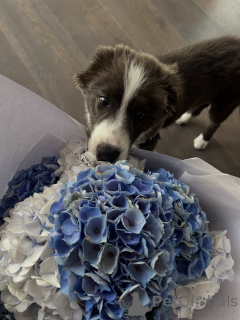 Foto №1. border collie - zum Verkauf in der Stadt Prag | verhandelt | Ankündigung № 178146