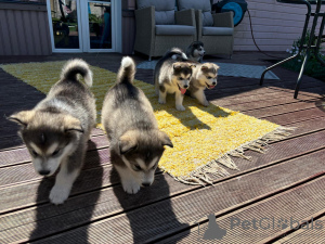 Foto №3. Alaskan Malamute-Welpen. Estland