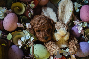 Foto №1. pudel (toy) - zum Verkauf in der Stadt Vilovo | verhandelt | Ankündigung № 138765