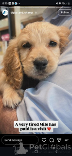 Foto №4. Ich werde verkaufen english cocker spaniel in der Stadt Aalst. quotient 	ankündigung - preis - 450€