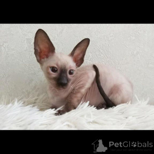 Foto №1. cornish rex - zum Verkauf in der Stadt Eging am See | 350€ | Ankündigung № 169547