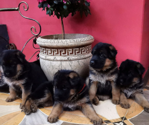 Foto №2 zu Ankündigung № 1544 zu verkaufen deutscher schäferhund - einkaufen Russische Föderation vom kindergarten