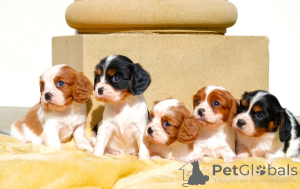 Foto №2 zu Ankündigung № 167376 zu verkaufen cavalier king charles spaniel - einkaufen Finnland quotient 	ankündigung