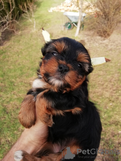 Foto №4. Ich werde verkaufen biewer terrier, yorkshire terrier in der Stadt Tallinn. quotient 	ankündigung, züchter - preis - 450€