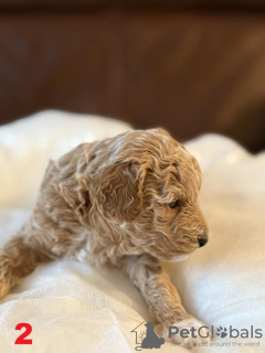 Foto №2 zu Ankündigung № 132841 zu verkaufen maltipu - einkaufen Deutschland 