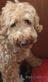 Foto №3. Miniatur-Goldendoodle-Welpen. USA