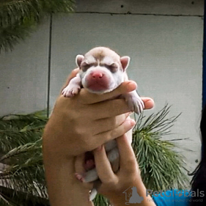 Foto №2 zu Ankündigung № 66075 zu verkaufen siberian husky - einkaufen Serbien züchter