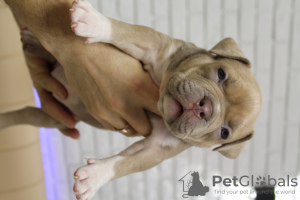 Foto №2 zu Ankündigung № 132370 zu verkaufen american bully - einkaufen Moldawien vom kindergarten, züchter