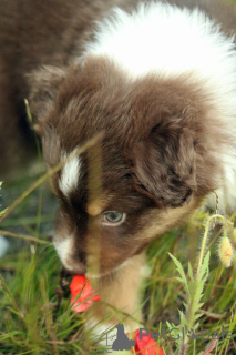 Foto №3. Miniature American Shepherd (Mas) Welpe männlich. Polen