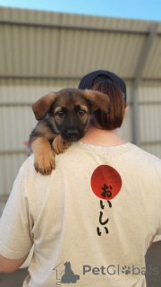 Foto №1. mischlingshund - zum Verkauf in der Stadt Moskwa | Frei | Ankündigung № 146077