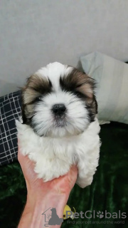 Foto №1. lhasa apso, shih tzu - zum Verkauf in der Stadt Tallinn | 600€ | Ankündigung № 83074