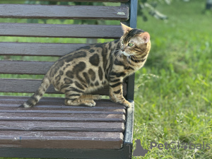 Zusätzliche Fotos: Wunderschöne Bengalkatze GrandInterChampion der Rasse