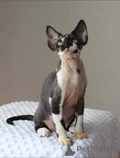 Foto №2 zu Ankündigung № 173246 zu verkaufen cornish rex - einkaufen Norwegen quotient 	ankündigung, züchter