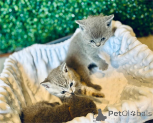 Foto №1.  - zum Verkauf in der Stadt Bielefeld | 350€ | Ankündigung № 152934