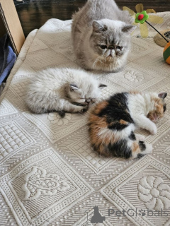 Foto №1. exotische kurzhaarkatze - zum Verkauf in der Stadt Bleialf | 350€ | Ankündigung № 172023