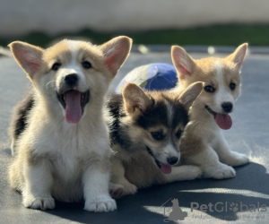 Zusätzliche Fotos: Pembroke Welsh Corgi Welpen