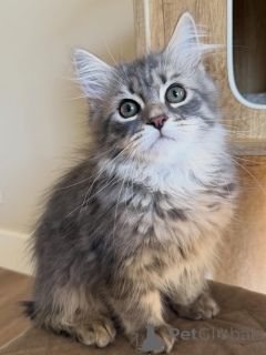 Foto №1. sibirische katze - zum Verkauf in der Stadt Berlin | verhandelt | Ankündigung № 166545