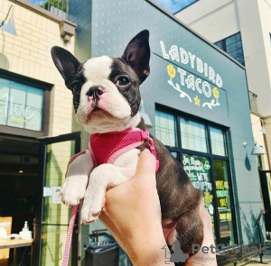 Foto №1. boston terrier - zum Verkauf in der Stadt Fort Worth | 379€ | Ankündigung № 112416